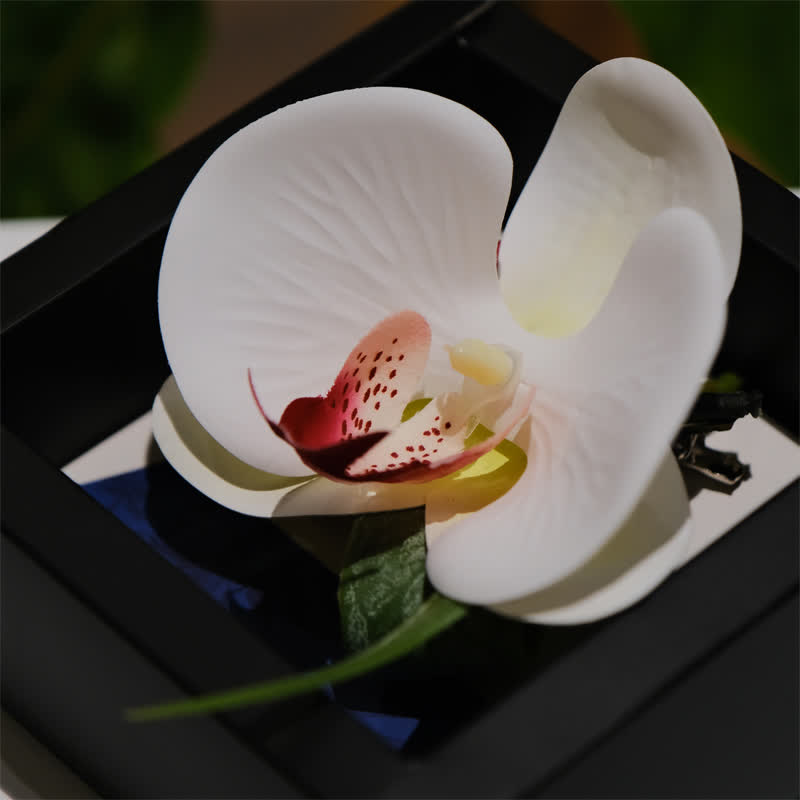 3er-Set Herren Weißes Phalaenopsis Fliege & Taschentuch Set