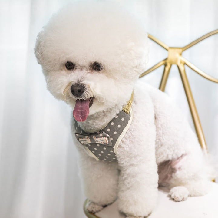 Hunde- und Katzen-Fliege, Trainingsweste, Hundegeschirr, Leine, Set